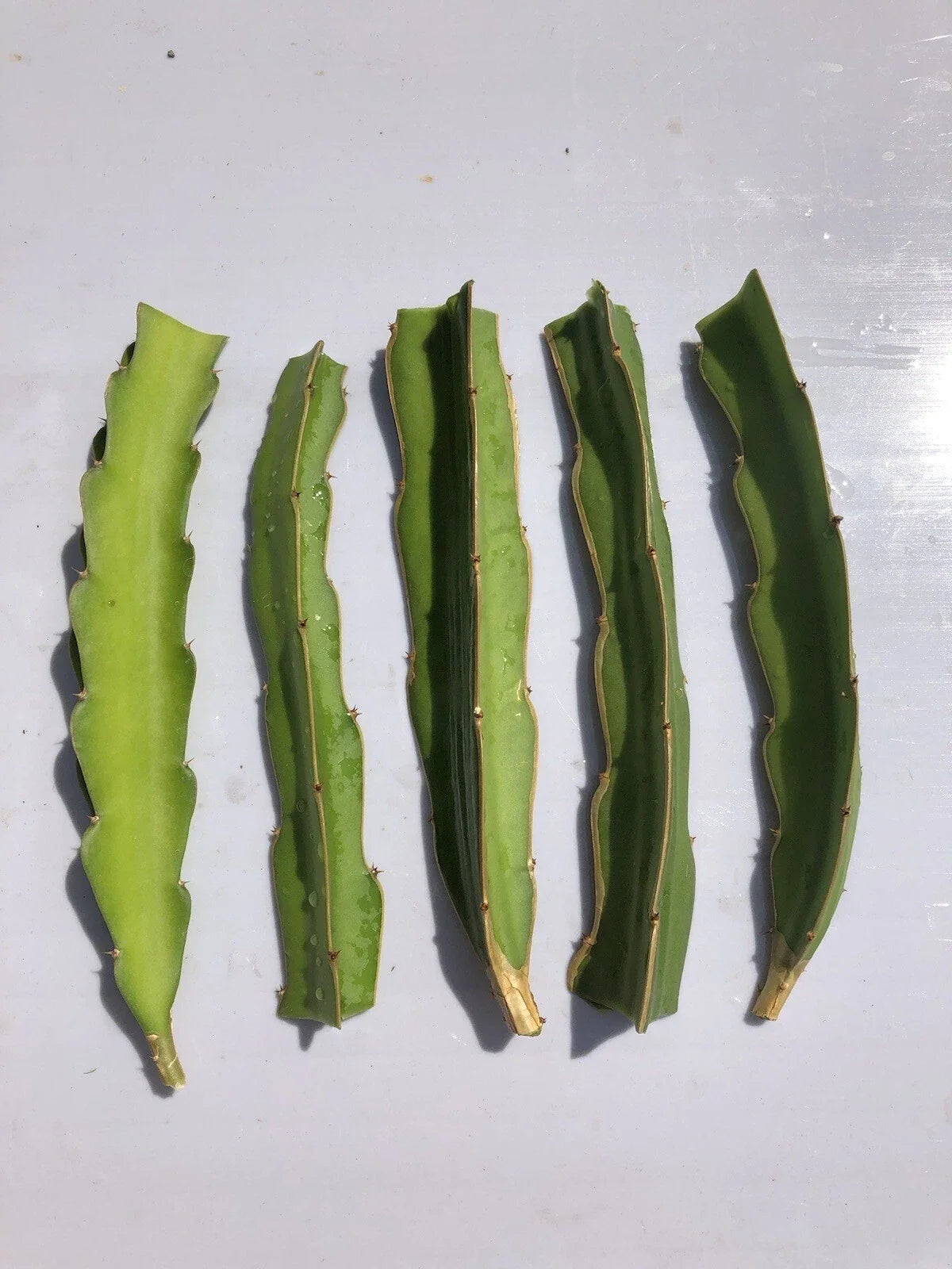 White Dragon Fruit Cuttings 5pcs, Hylocereus undatus, No Roots, 6-inch Pitaya Cactus for Home Garden & Indoor Planting