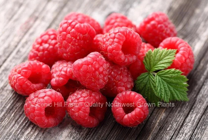 Caroline Raspberry Plants - 2-Year-Old Bare Root Canes - Large Sweet Berries - Rubus idaeus 'Caroline'