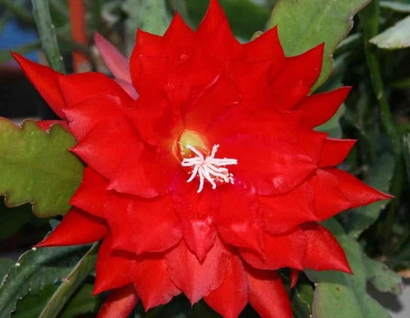 Epiphyllum Lothario Orchid Cactus Cuttings - Rare Indoor Trailing Plant by Don's Cuttings