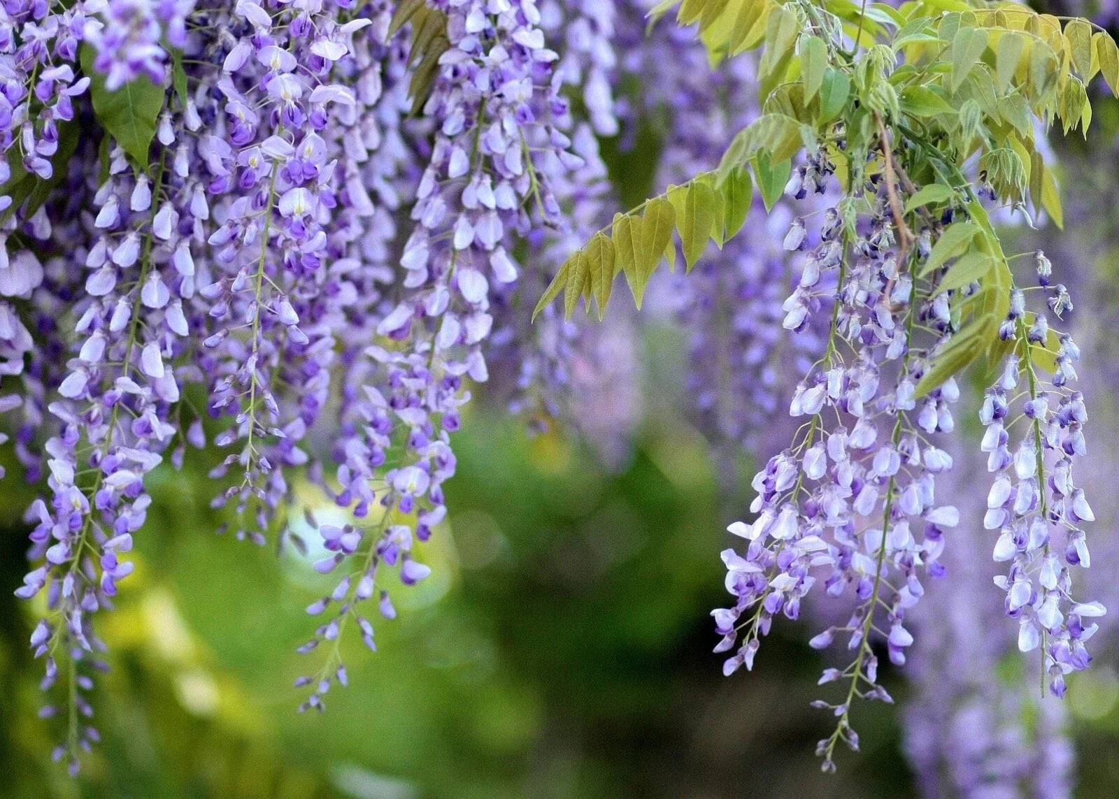 Purple Chinese Wisteria Starter Live Plant - Fast Growing, Fragrant Blooms, Wisteria sinensis, Climbing Vine for Garden & Patio