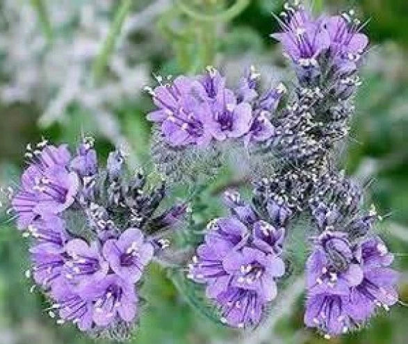 Lacy Phacelia Seeds - 100 Fresh Non-GMO Seeds for Wildflower Gardens, Pollinator Attractant, Phacelia tanacetifolia, Full Sun to Partial Shade