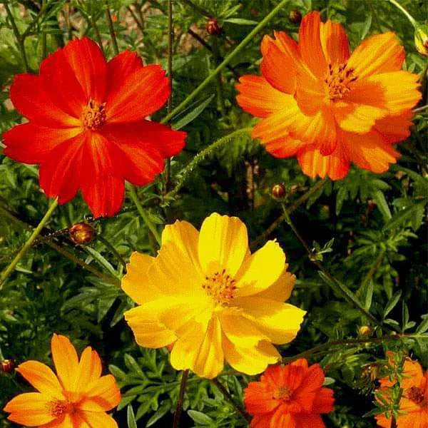 Cosmos Bright Lights Seeds 100 Ct | Annual Cut Flower Mix | Cosmos bipinnatus