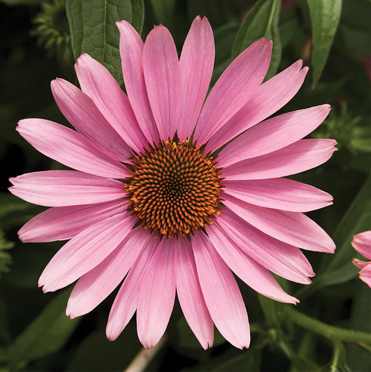 Prairie Splender Coneflower Seeds | Perennial Echinacea Purpurea Flower Seeds for Garden, Attracts Pollinators, 50 Pack