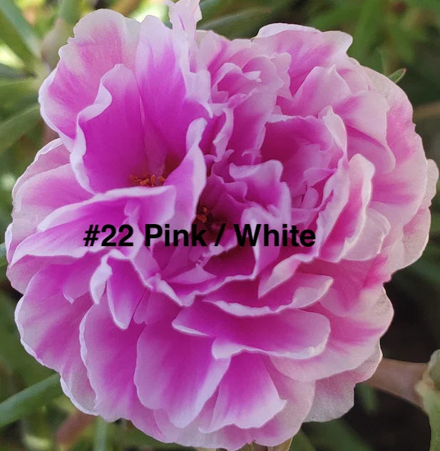 Moss Rose Cuttings - 10 Unrooted Portulaca Grandiflora Pink & White Flowering Plants for Garden, Border, Container