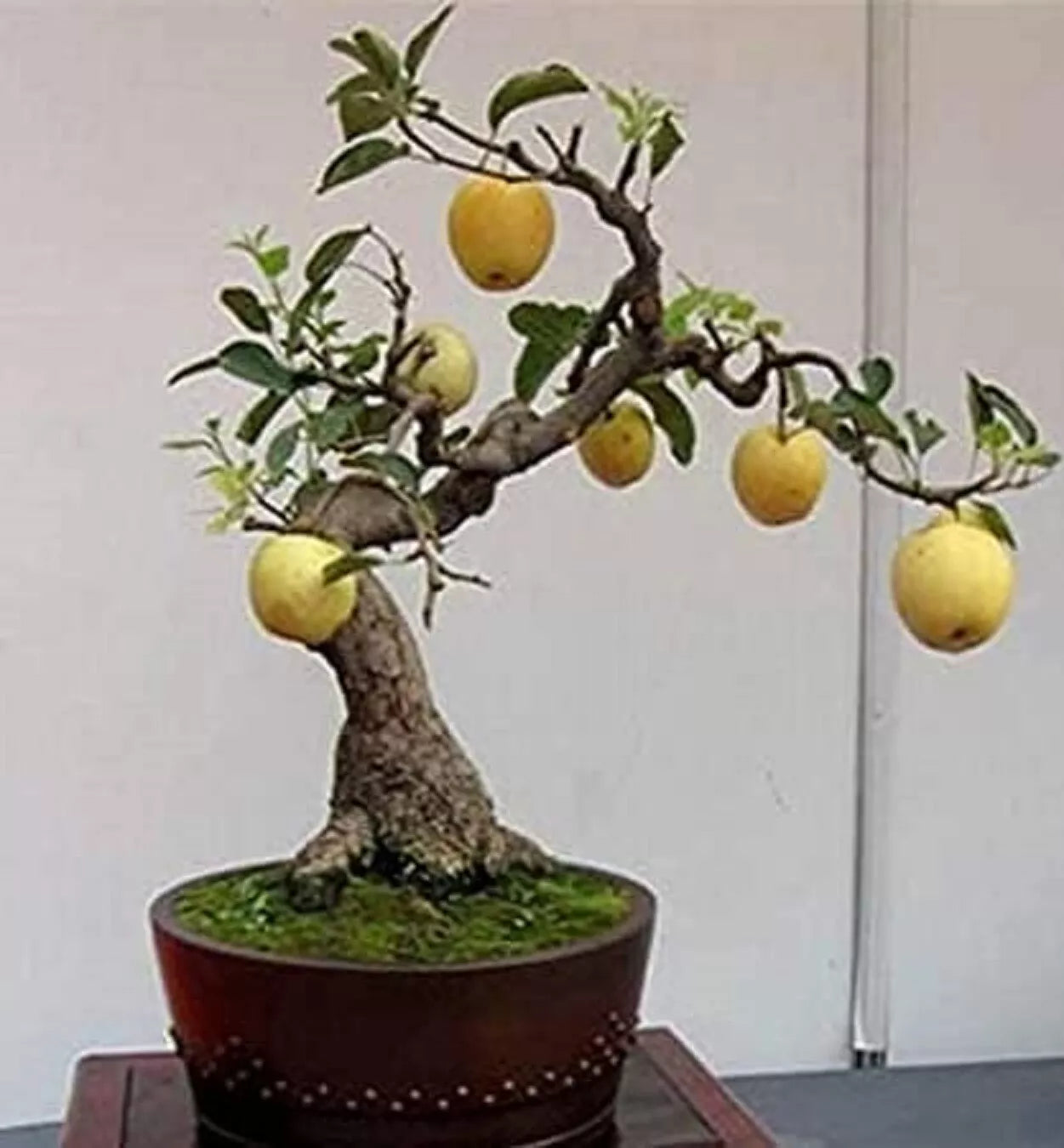 Bonsai Pear Tree Seeds - 8 Large Fruit-Bearing Pyrus communis Seeds for Indoor & Outdoor Cultivation
