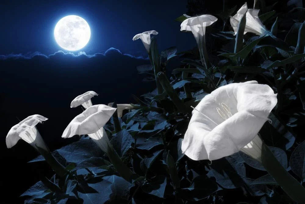 Tropical White Knight Vine - Night-Blooming Climbing Plant with White Flowers, Ipomoea alba, Perennial for Gardens