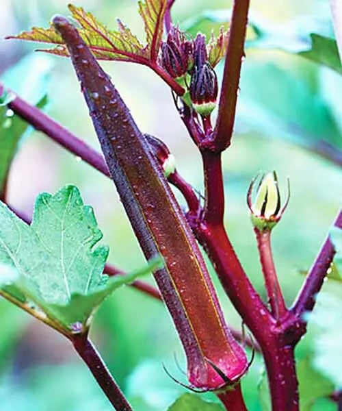 Red Burgundy Okra Seeds - 50+ Heirloom Vegetable Seeds (Abelmoschus esculentus) - USA Grown