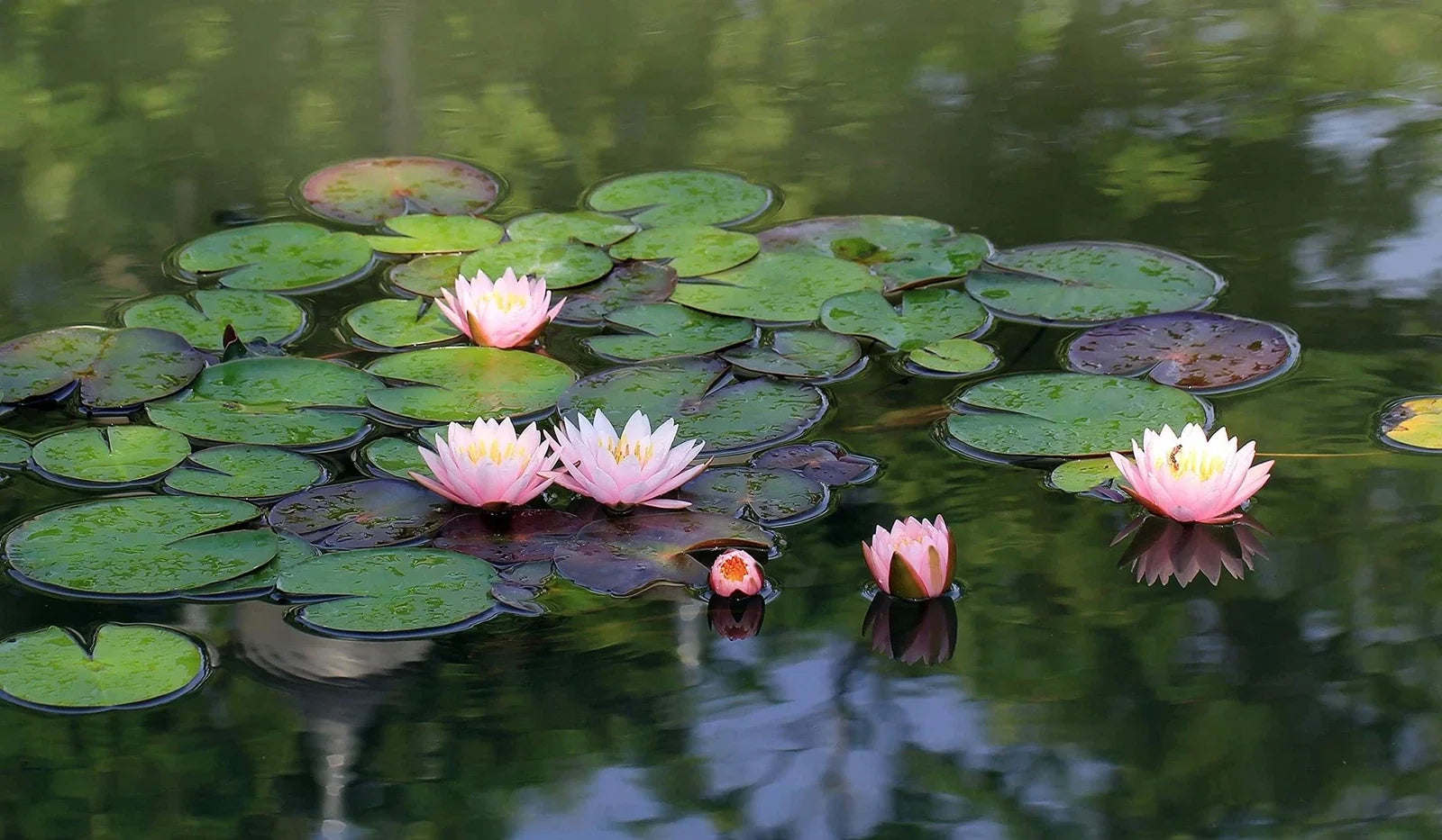 Lotus Seeds 10 Pack Nelumbo nucifera Aquatic Plant for Ponds Water Gardens