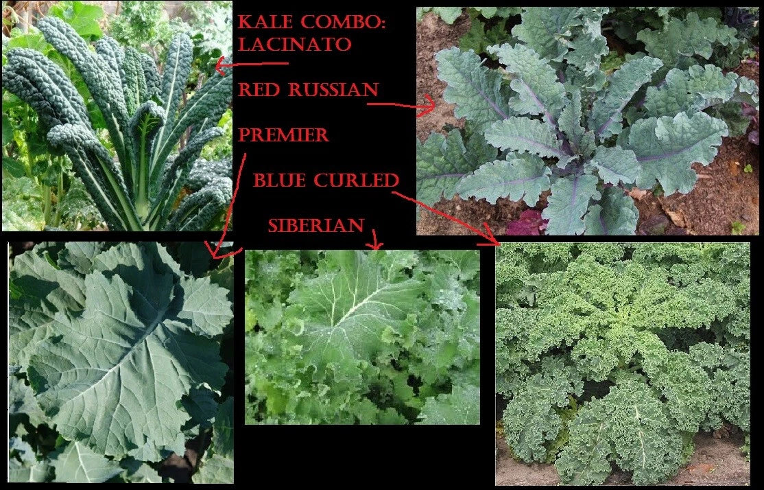 Combo Kale Seeds Pack – 400 Seeds (Lacinato, Red Russian, Blue Curled, Siberian Premier) Brassica oleracea