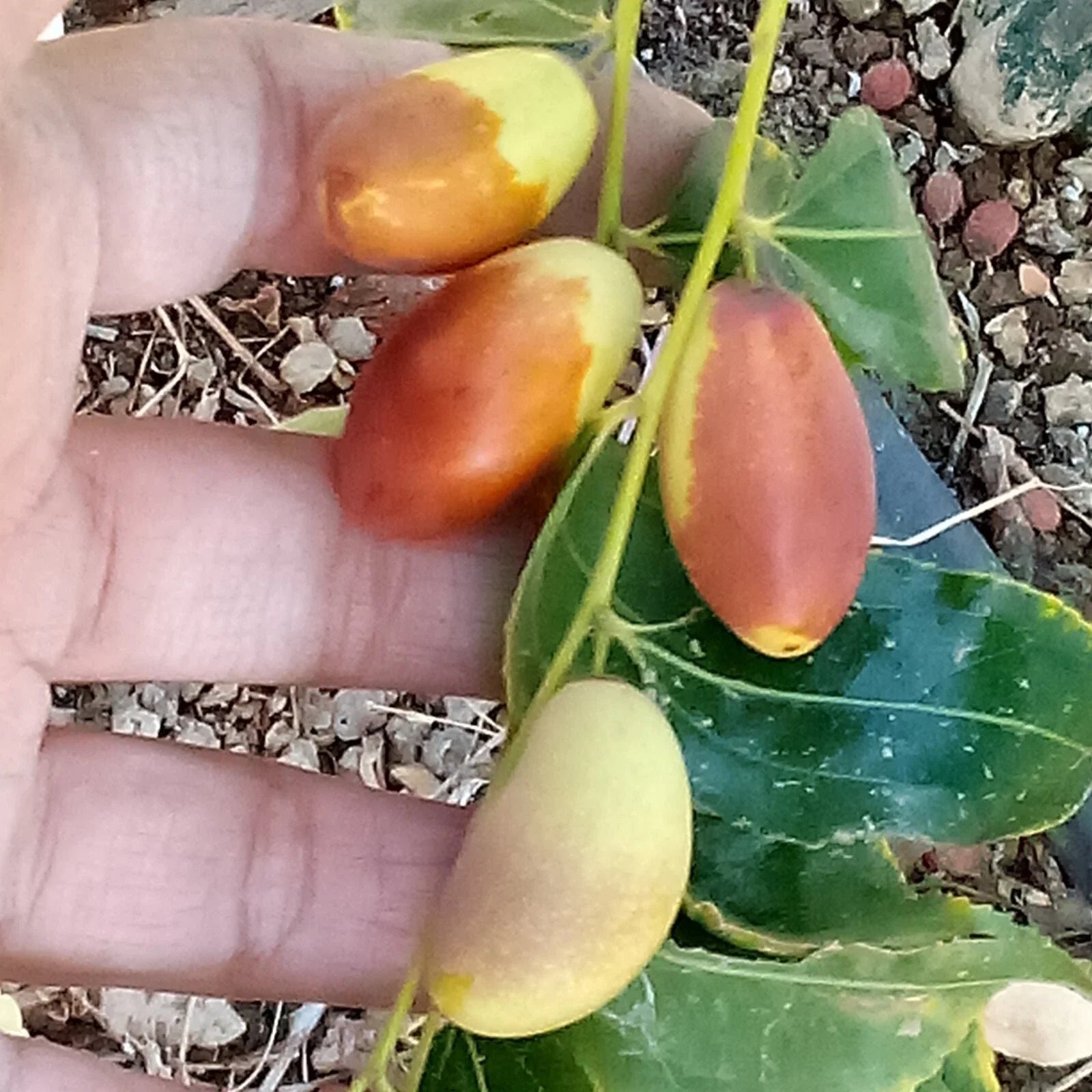 Tsao Jujube Tree Cutting 8" Grafting Scion Wood Ziziphus jujuba No-Root