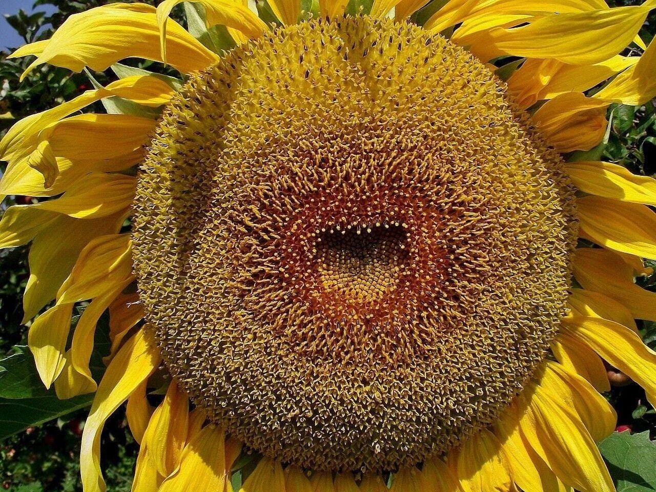 American Giant Hybrid Sunflower Seeds - Pack of 50, Helianthus annuus, Tall, Bright Yellow Petals, Easy to Grow, Gardening Gift