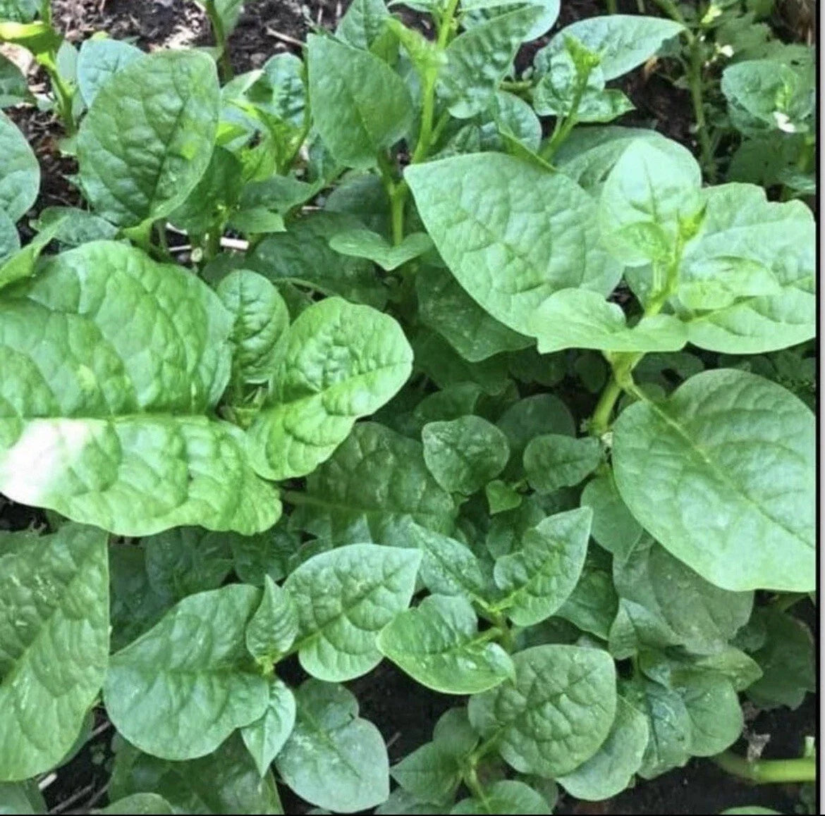 Organic Green Malabar Spinach Seeds - 30+ Pack, Basella alba, Climbing Vine, Non-GMO, Includes Free Green Eggplant Seeds