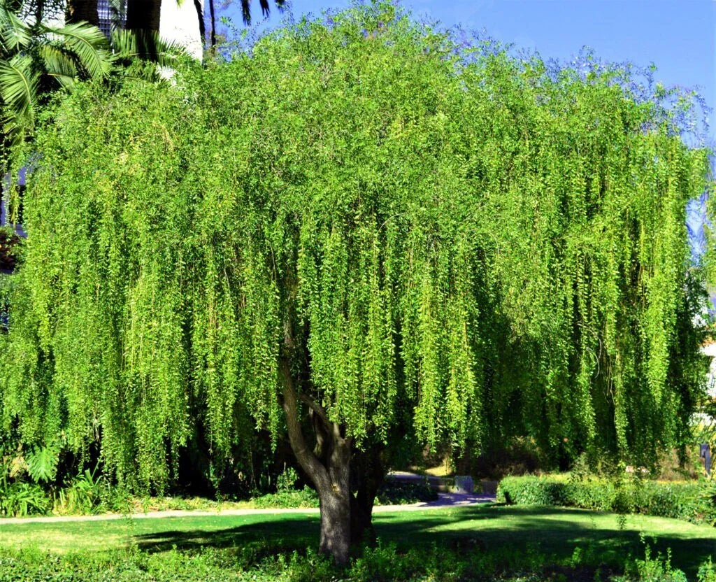 Mayten Tree Seeds - Weeping Green Shower, Rare Maytenus boaria Variety