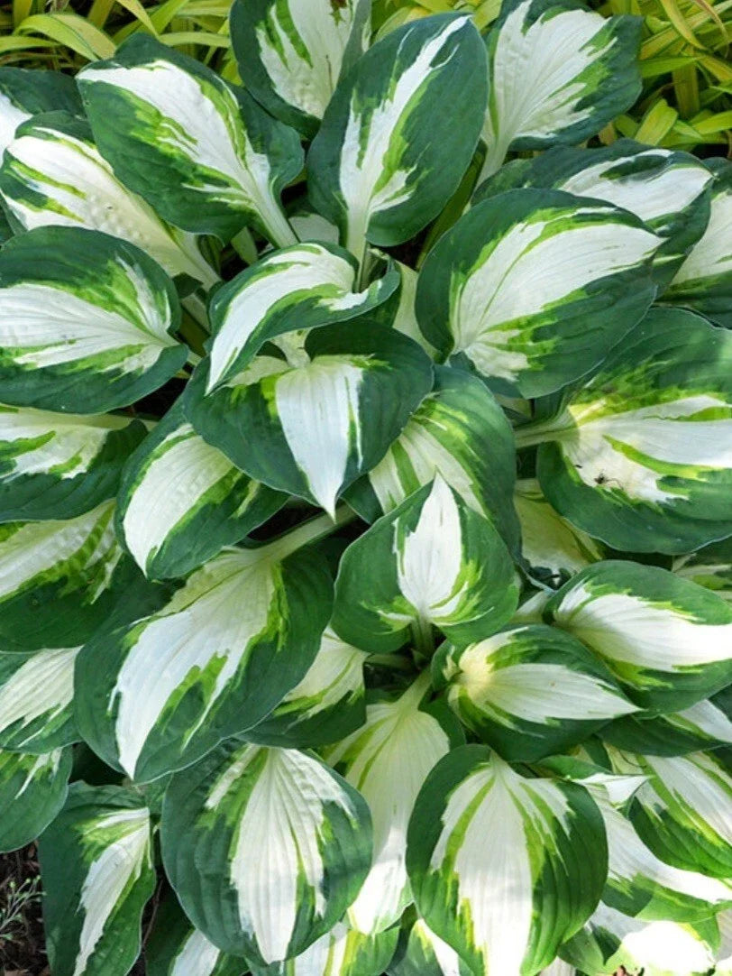 Hosta Vulcan Plant - Hardy Perennial with Dark Green and Creamy Yellow Edged Leaves