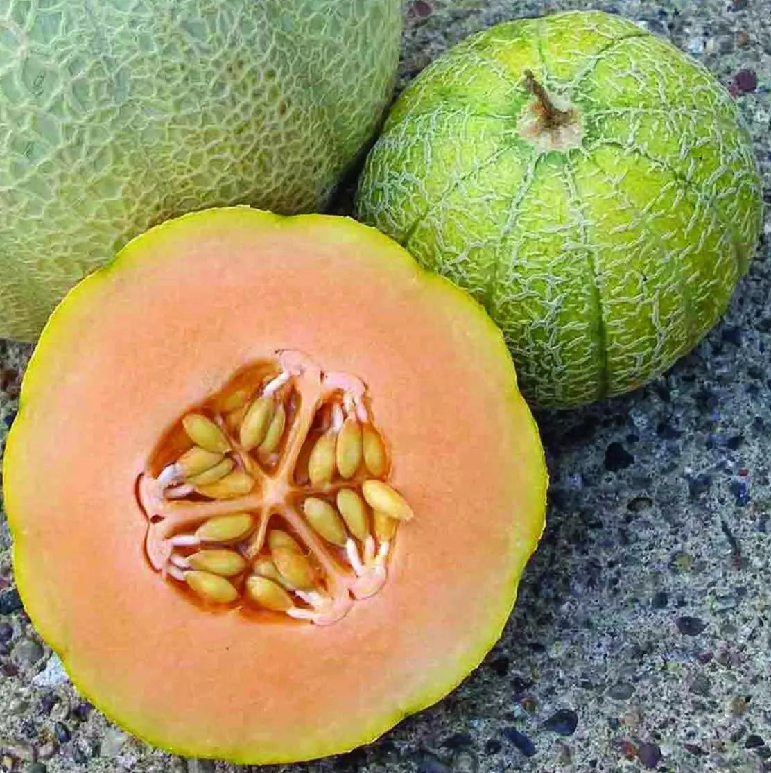 Minnesota Midget Melon Seeds - 50+ Heirloom Cantaloupe Seeds, Compact Sweet Vine Fruit