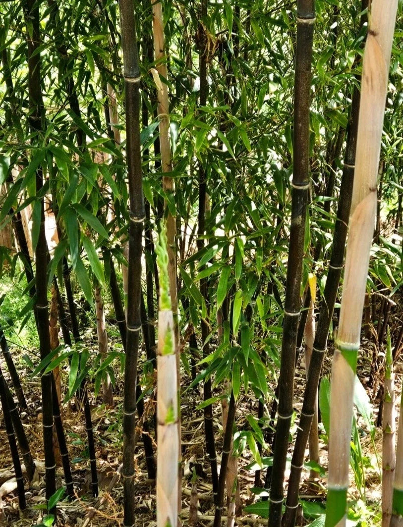 Black Bamboo Rhizomes Pack of 1-12 | Phyllostachys nigra Bare Root Plants for Privacy & Landscaping
