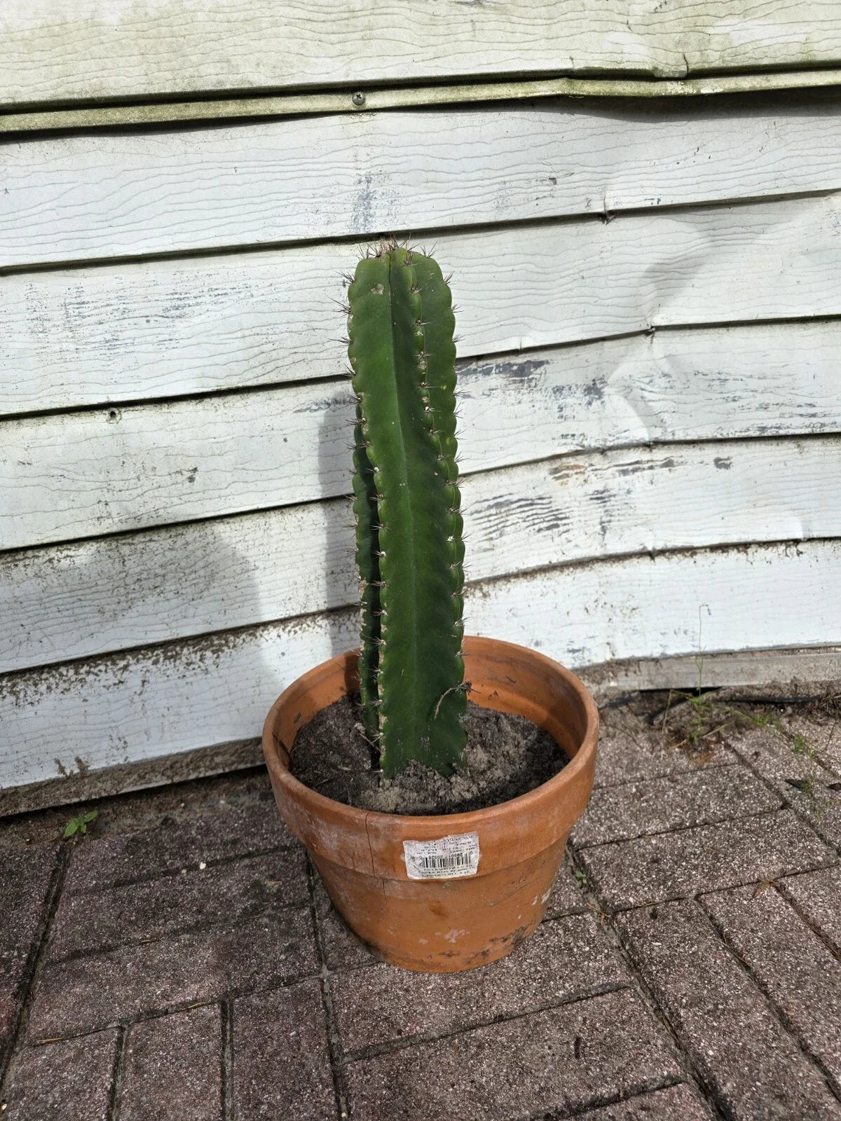 Cereus Peruvianus Cactus Cutting 12" Indoor Outdoor Plant - Green Top, Columnar, Low Maintenance