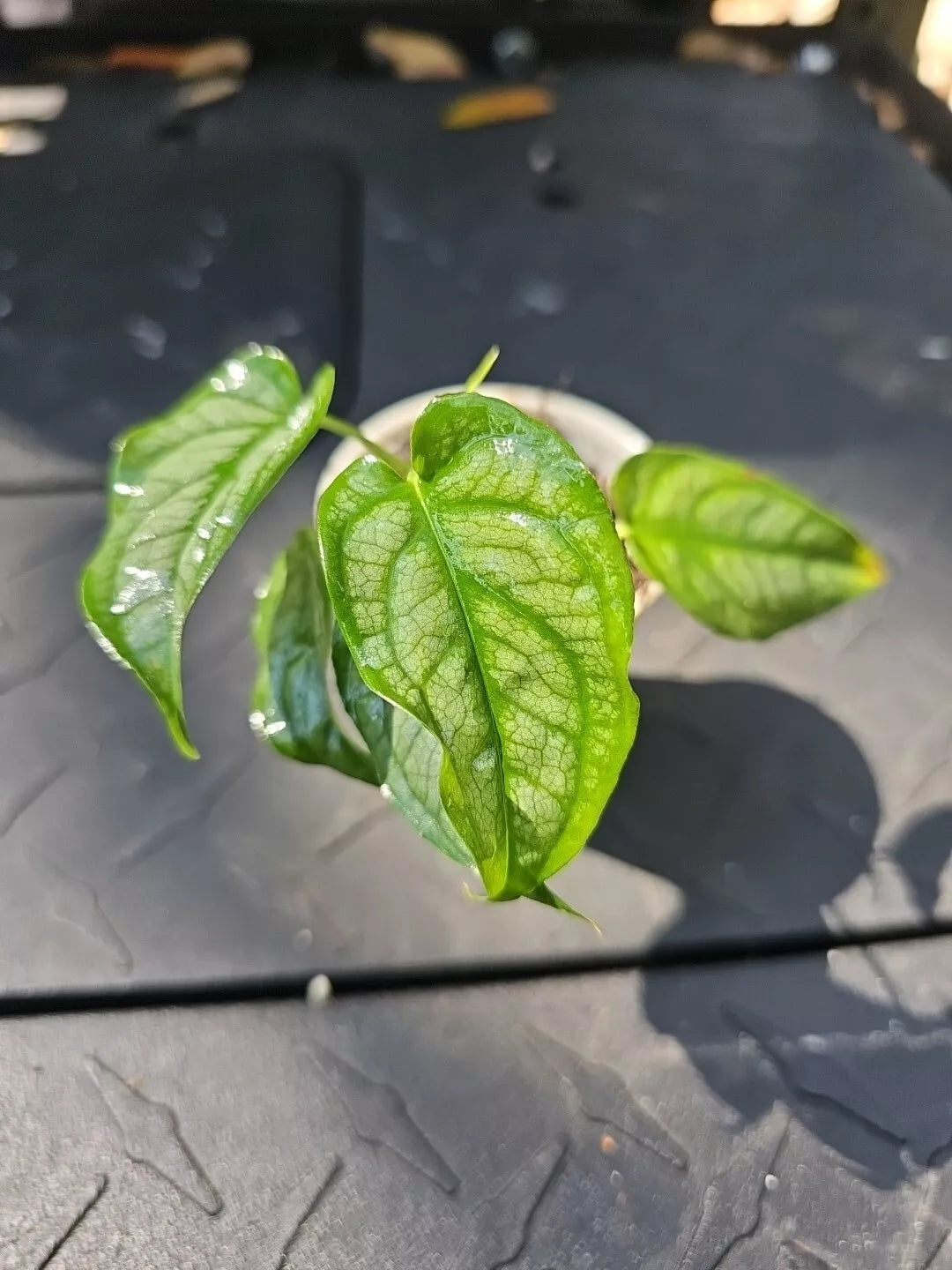 Philodendron Brandtianum Silver Monstera Siltepecana Rooted Plant in 2.5" Pot - Indoor Houseplant