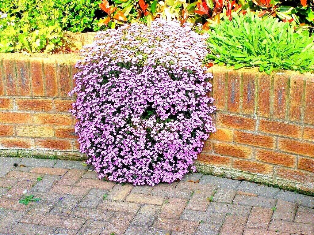 Pink Rock Soapwort Seeds - Perennial Groundcover for Containers & Baskets - Saponaria ocymoides - Over 500 Seeds