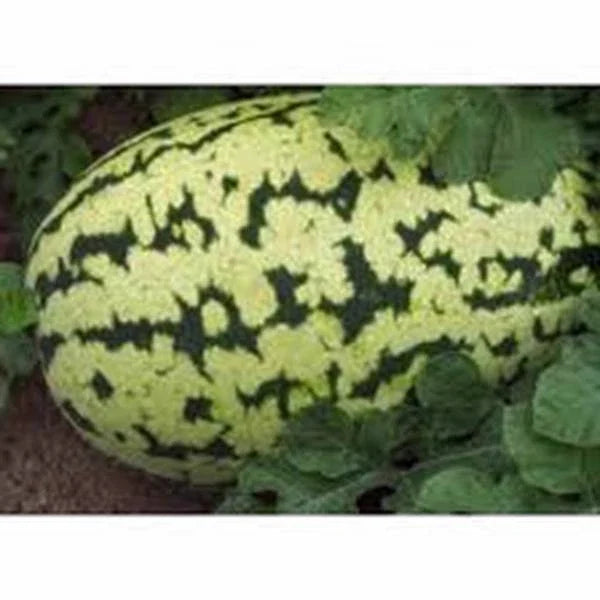 Watermelon Seeds Collection - 4 Heirloom Organic Seed Pack for Garden Planting - Citrullus lanatus
