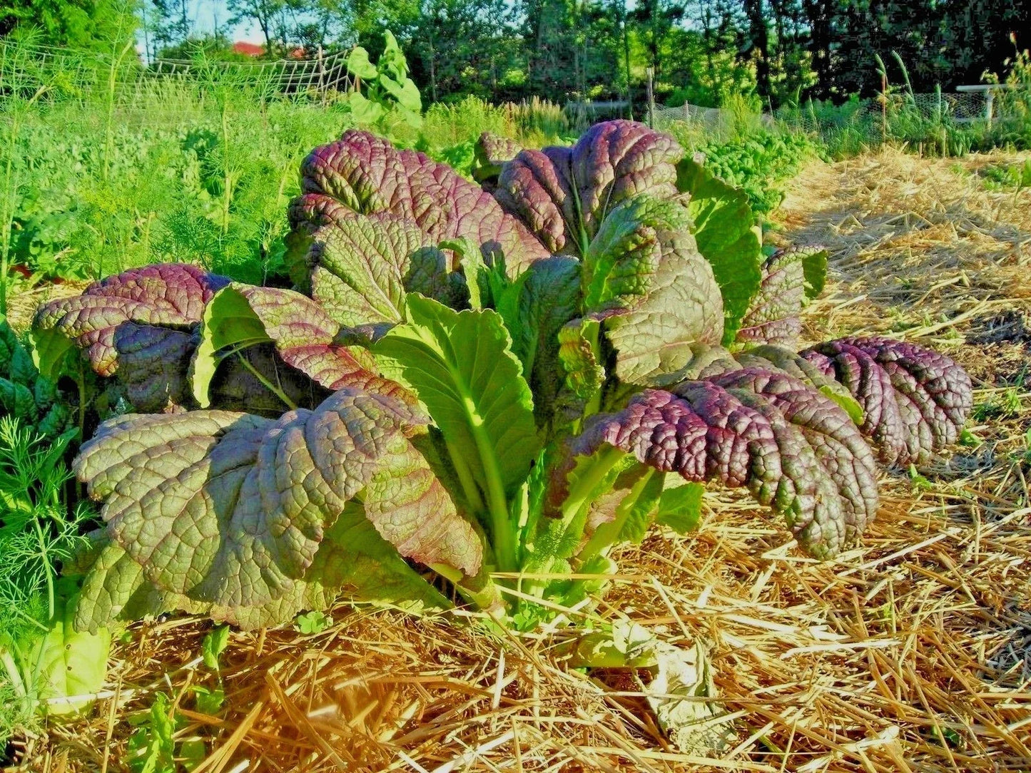 Red Giant Mustard Seeds - Organic Heirloom Brassica juncea for Container Gardens, Leafy Greens, Nutrient-Rich Greens Seed Packet
