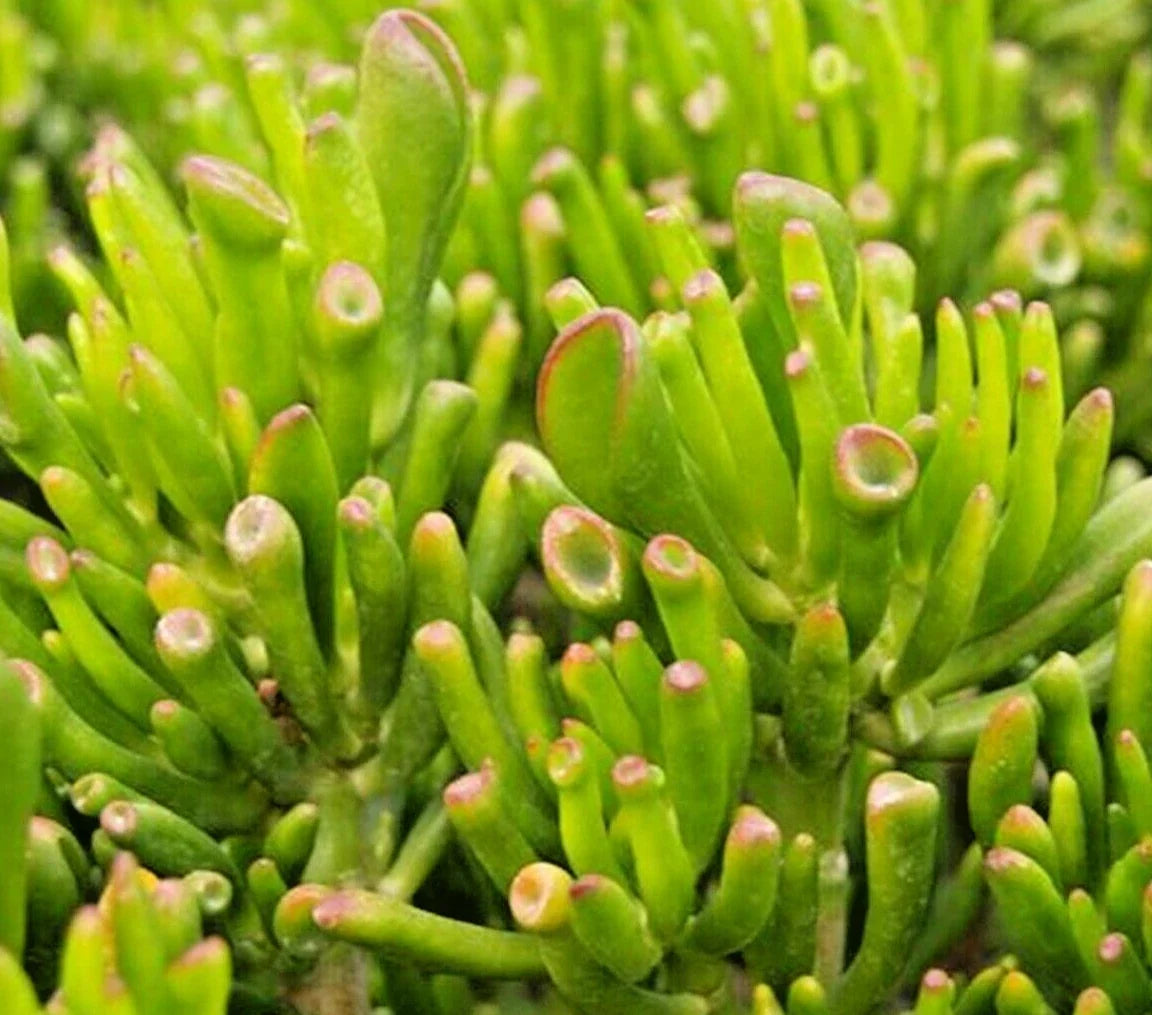 Succulent Crassula Ovata Hobbit Jade Money Plant Tree - 2-4" Bushy, Low-Maintenance, Drought-Resistant, Bright Sunlight, Easy Care