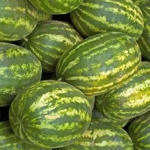 Watermelon Seeds Striped Klondike Picnic Heirloom Variety Citrullus lanatus Garden Seeds