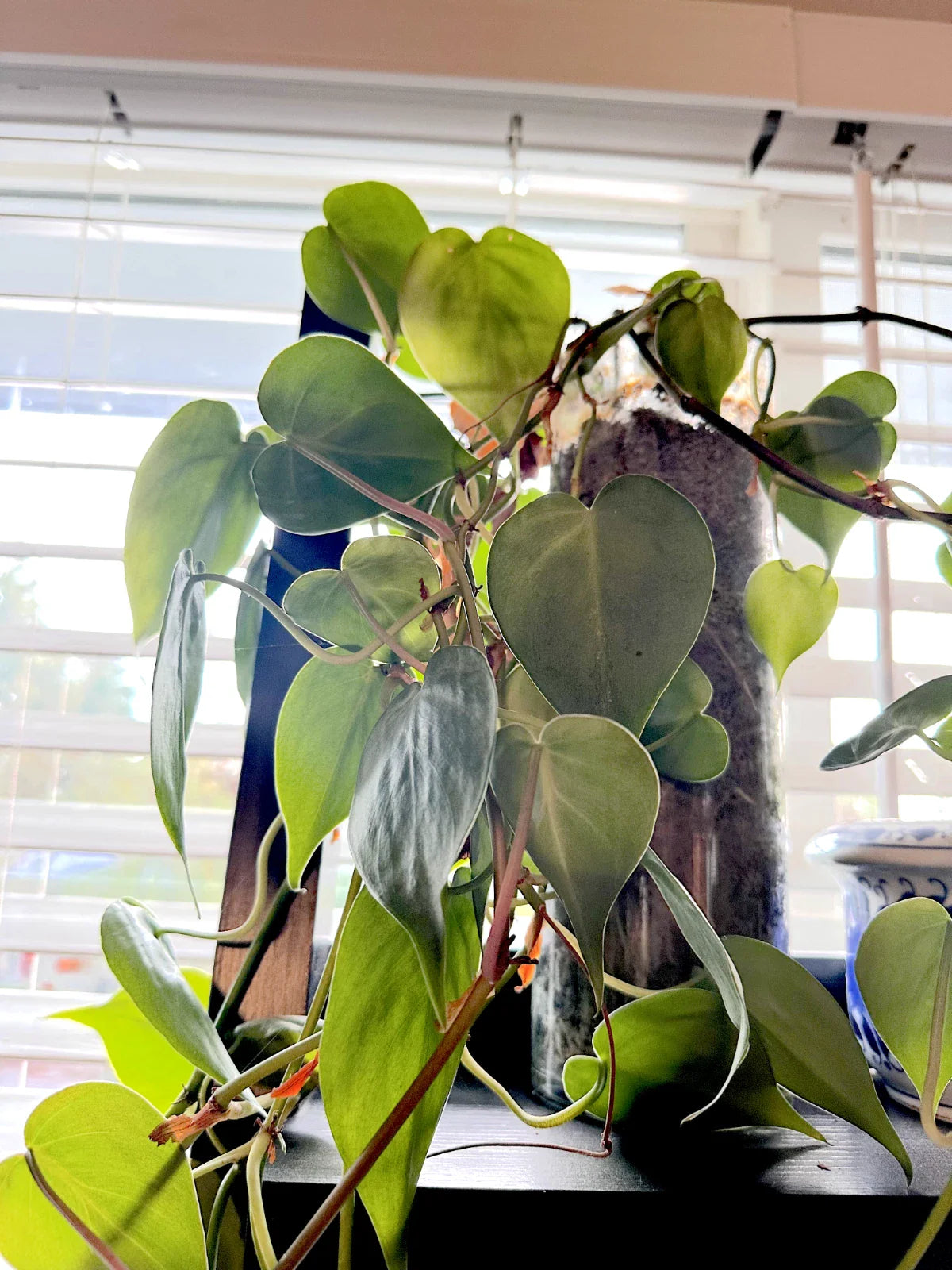 Heart Leaf Philodendron Cuttings - 10 Unrooted Trailing Houseplant - Philodendron hederaceum