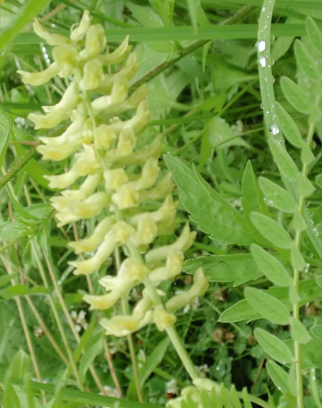 Vetch Seeds - 115 Canadian Milk Vetch Seeds with Light Yellow Blossoms - GroCo