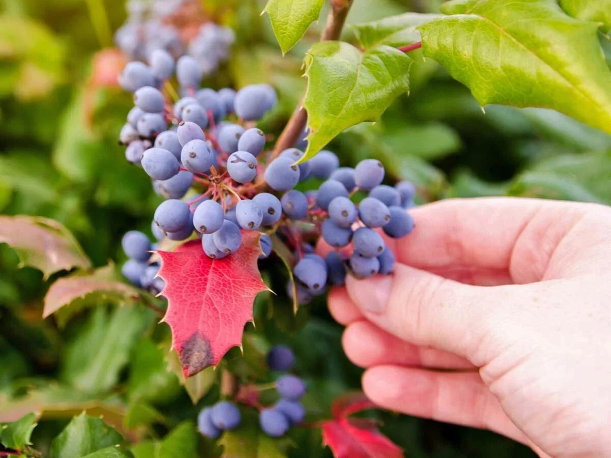 Starter Leatherleaf Mahonia Plant - Evergreen Shrub Mahonia japonica in Small Pot