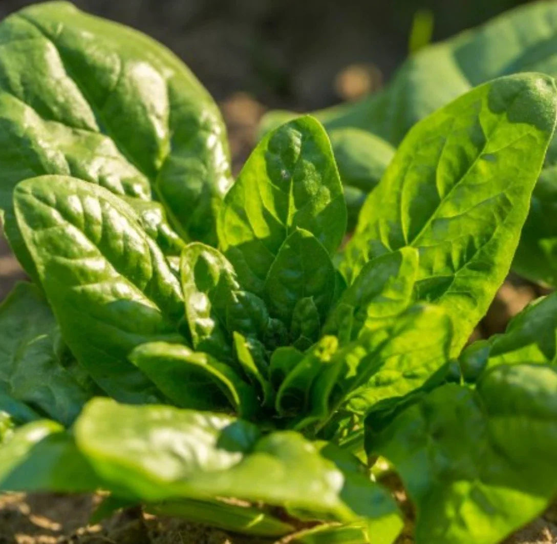Bloomsdale Spinach Seeds - Non-GMO, Cool Weather Variety, 2000 Seeds, Spinacia oleracea, Leafy Green Plant