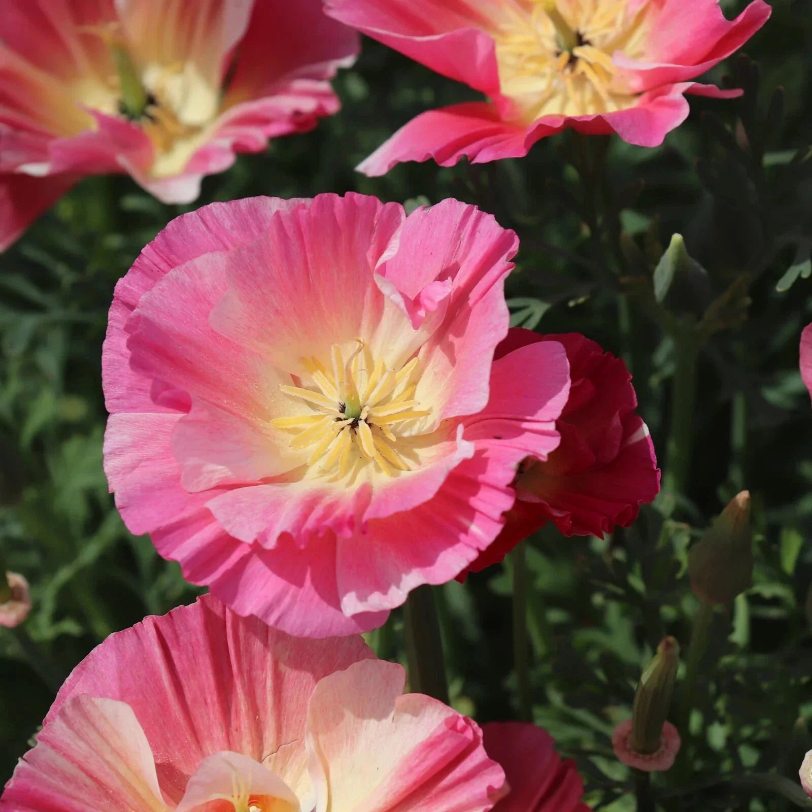California Thai Silk Rose Poppy Seeds - 200+ Pack, Papaver somniferum, Vibrant Blooms, Annual Flower for Garden, Easy to Grow