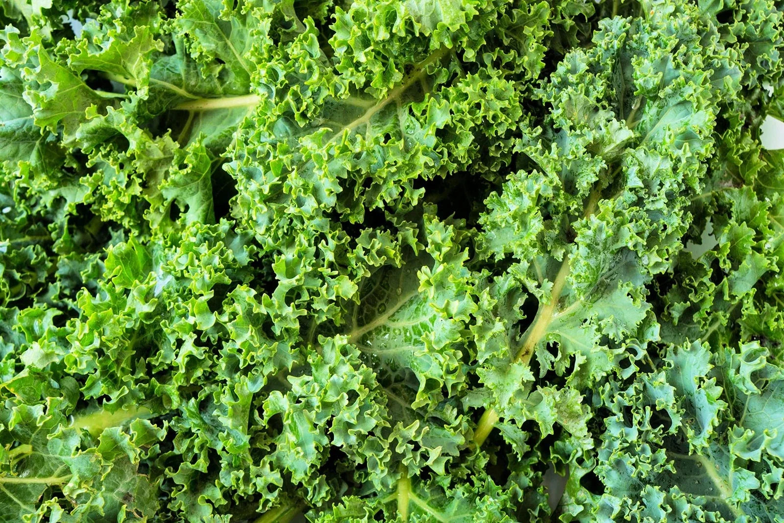 Dwarf Kale Seeds 100+ | Blue Green Brassica oleracea var. sabellica for Gardening & Cooking