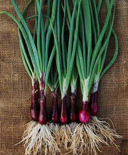 Ruby Red Onion Seeds - 200+ Count Allium cepa Organic Gardening Seeds for Home Garden & Culinary Use