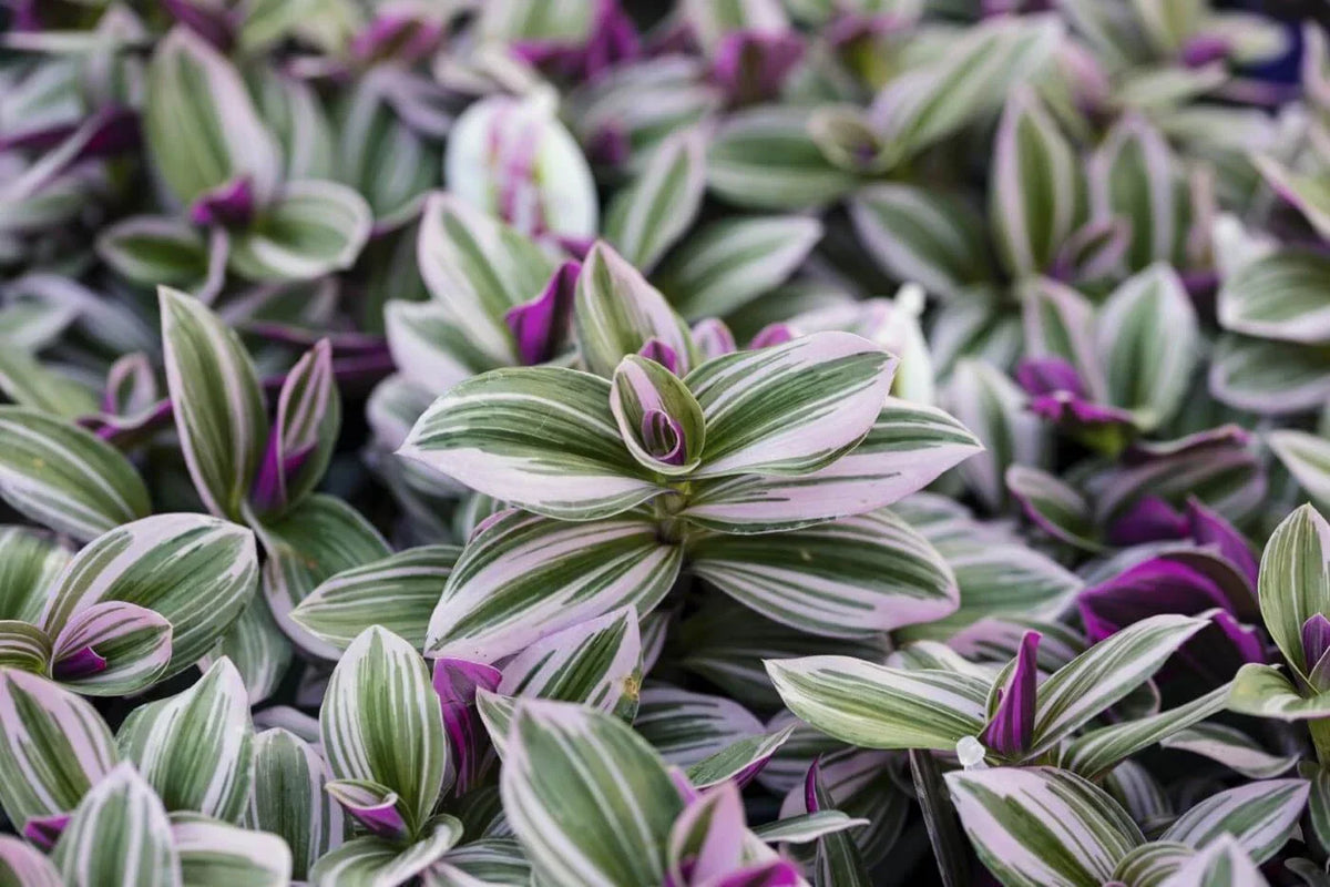 Pink Wandering Jew Cuttings 6'' Tradescantia Nanouk Indoor Houseplant - Vibrant Pink & Green Foliage