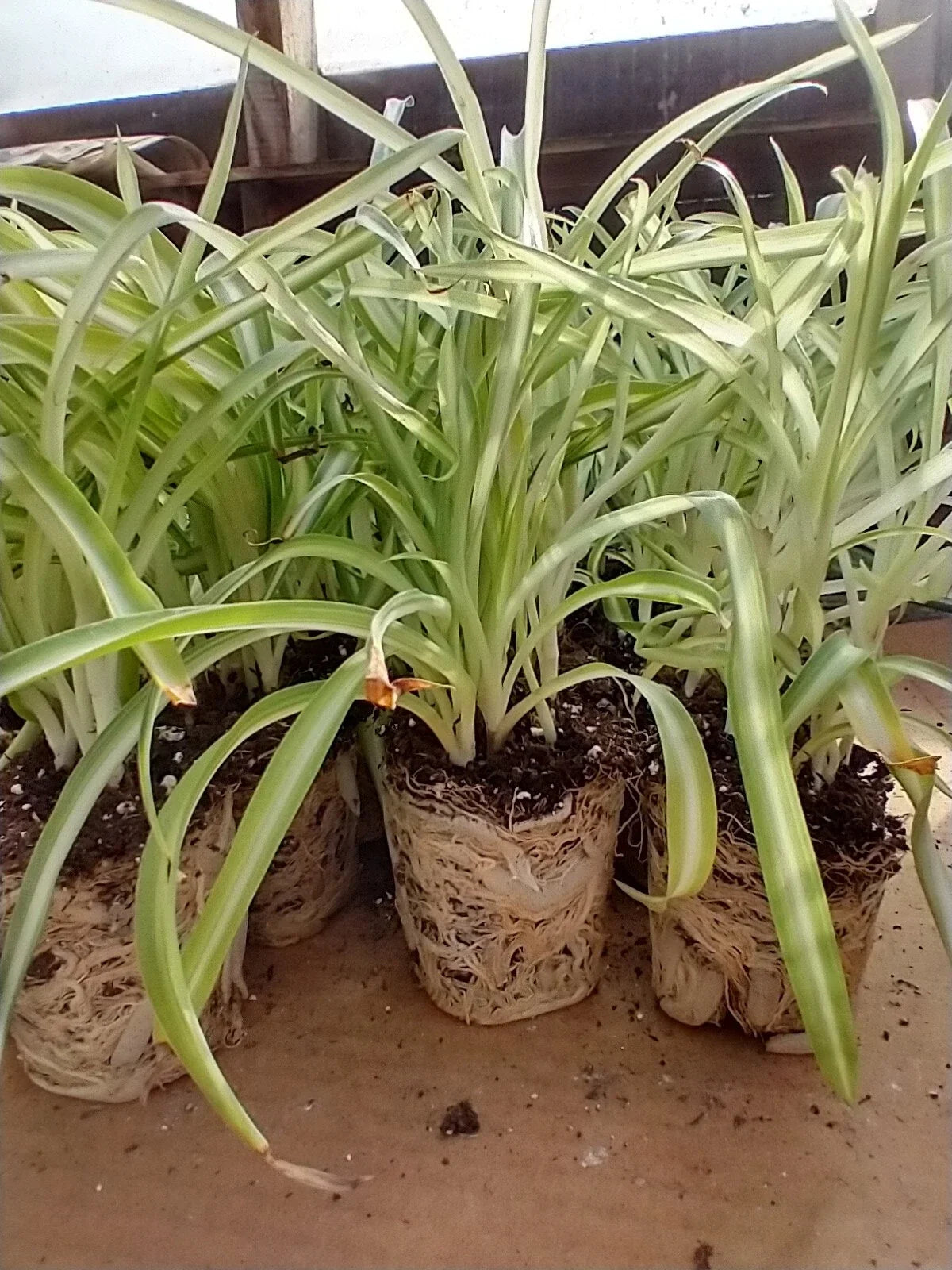 Curly Spider Plant Plugs, Variegated Green and White Foliage, Chlorophytum comosum, Live Indoor Houseplants, 2 Well-Rooted Seedlings