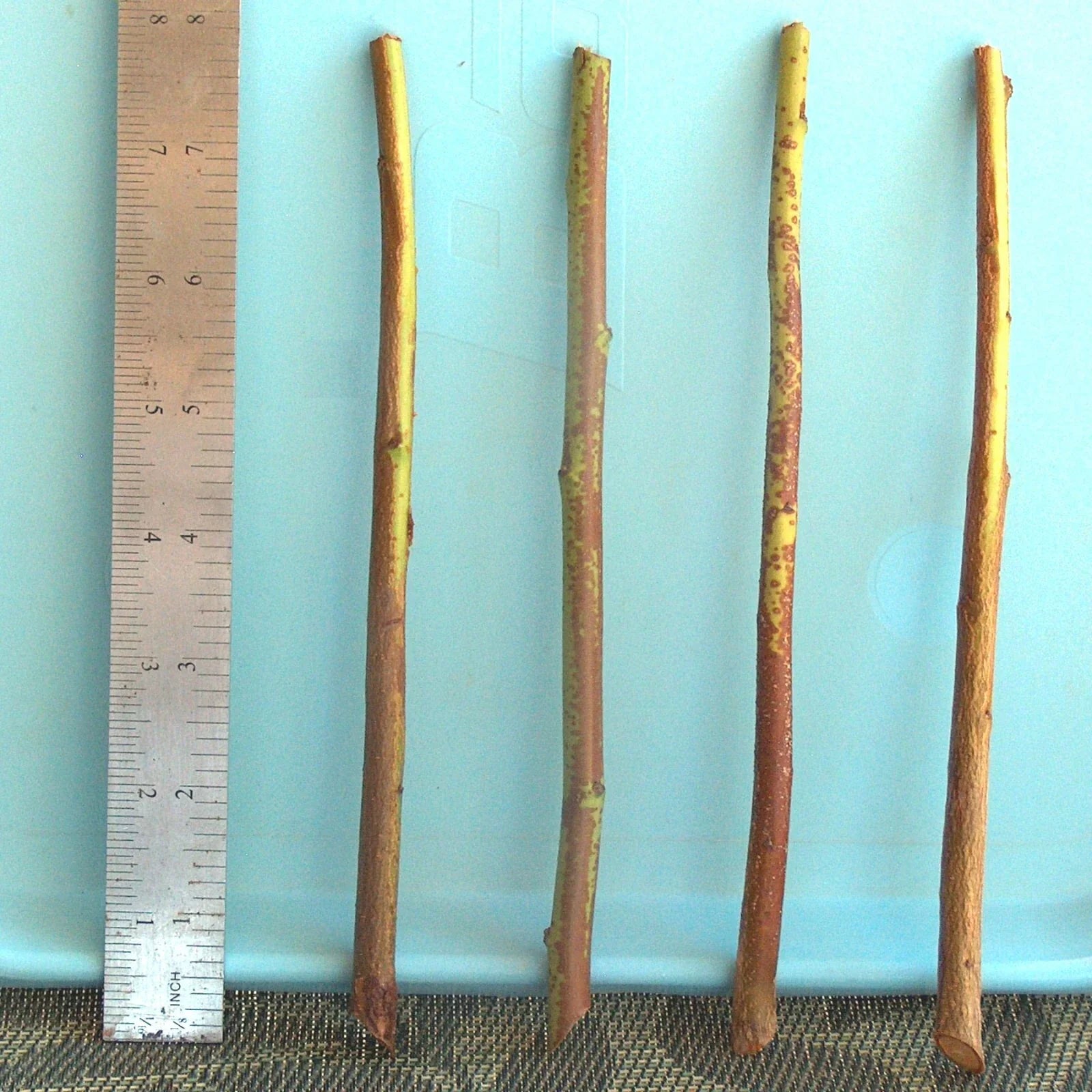 Plum Tree Rootstock Cutting 10 Pack Semi-Dwarf Prunus domestica Grafting Propagation