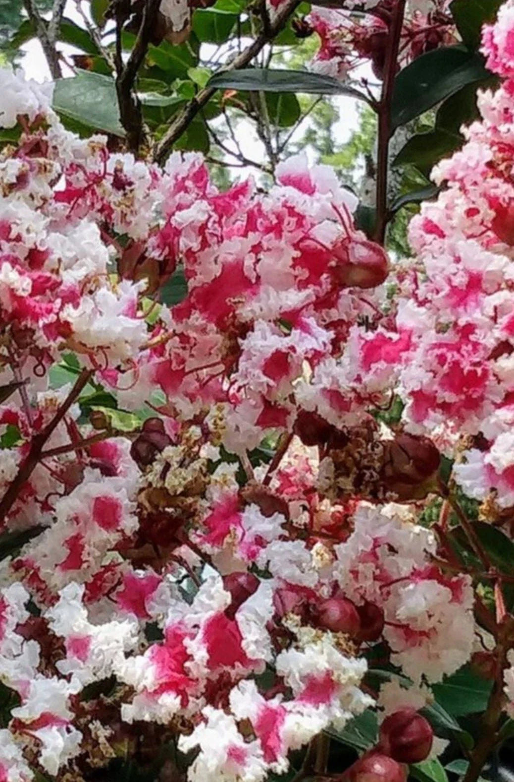 Fresh Crepe Myrtle Cuttings Queen's Lace Lagerstroemia indica Variegated Dark Pink & White