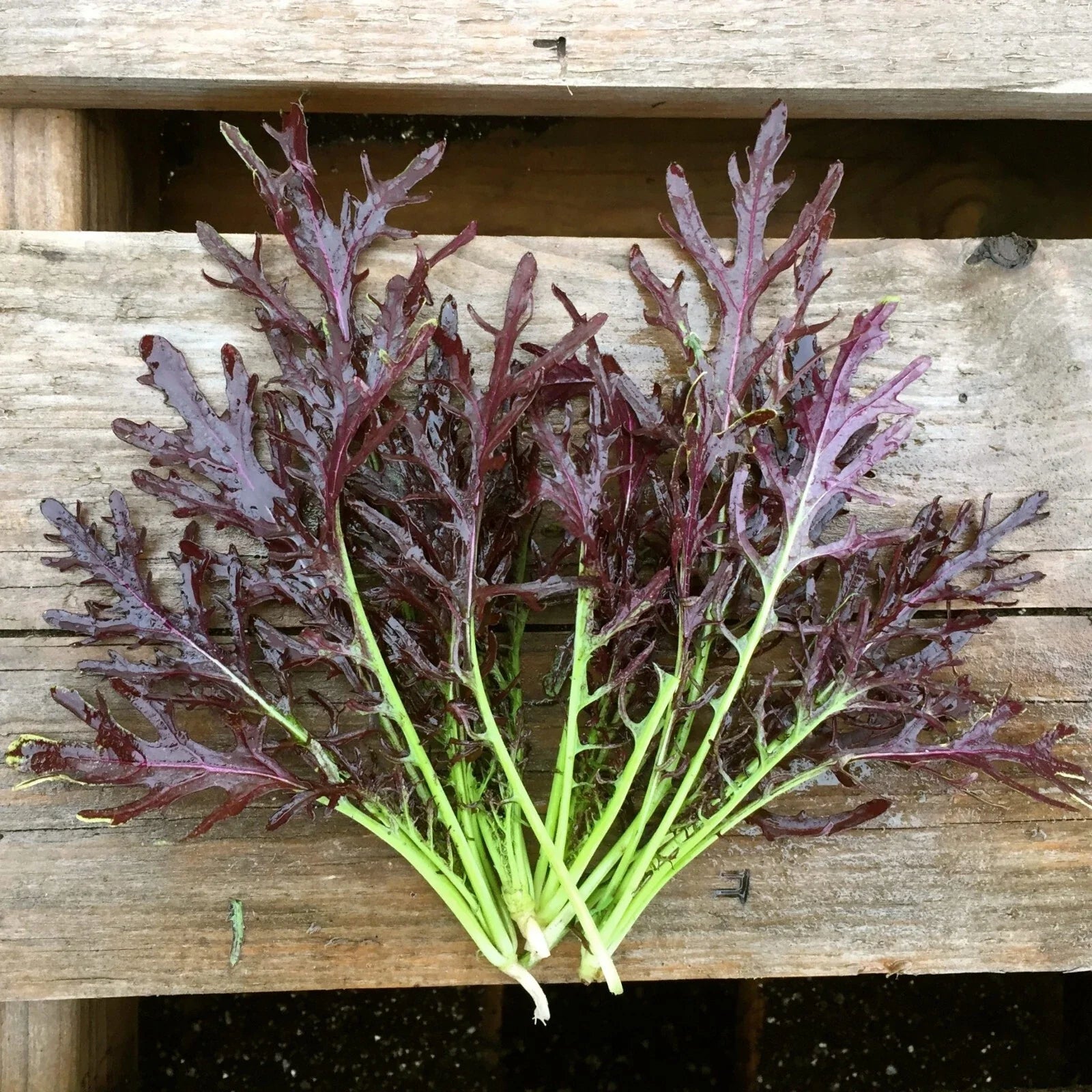 Mizuna Red Streaks Mustard Seeds - Organic, NON-GMO, Konya Variety, Leafy Green, Brassica rapa var. nipposinica, Cool-Weather Gardening