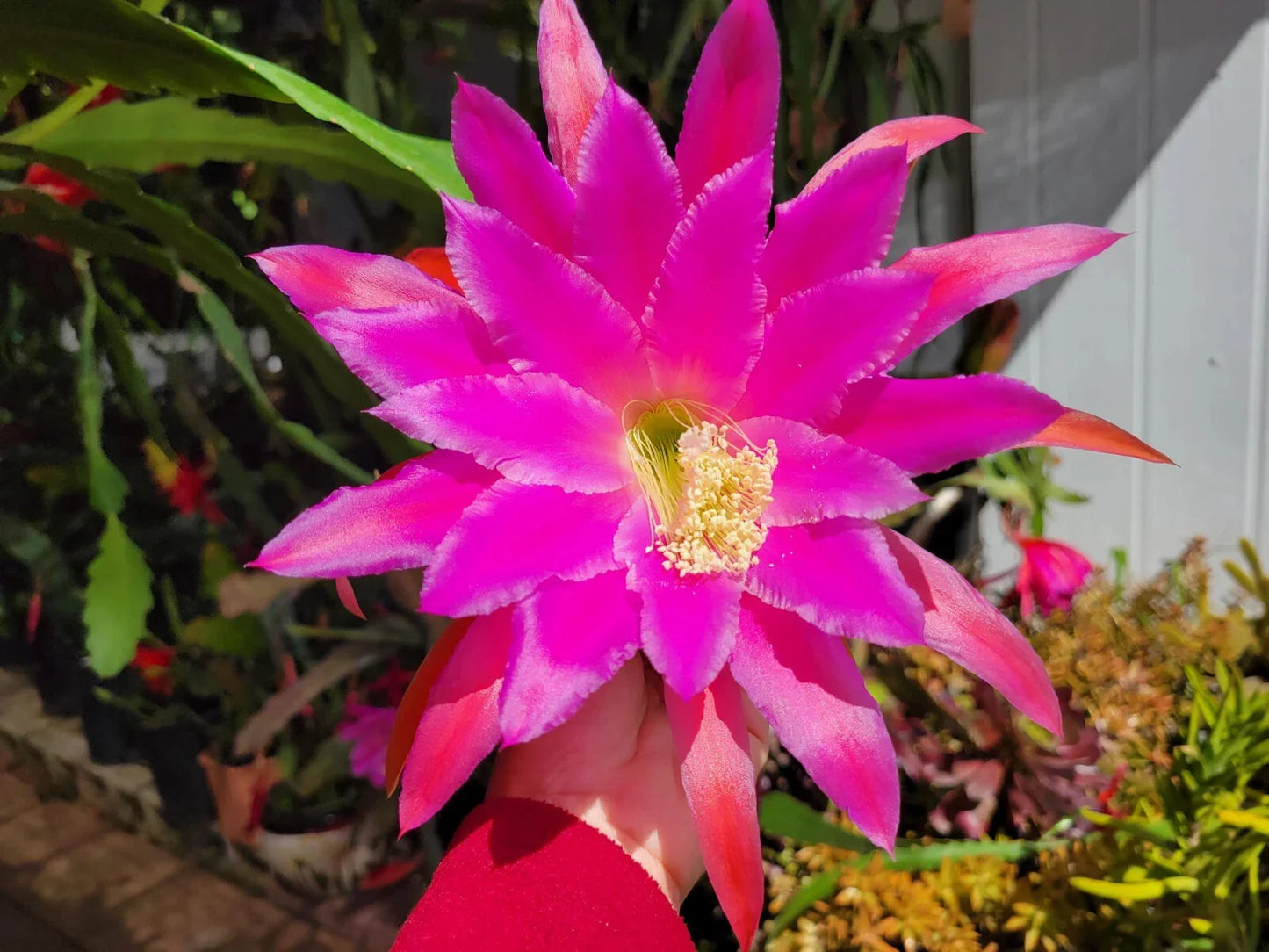 Epiphyllum Chanteuse Unrooted Cuttings – Orchid Cactus Propagation – 8 to 10 Inches Long – Indoor & Outdoor Planting