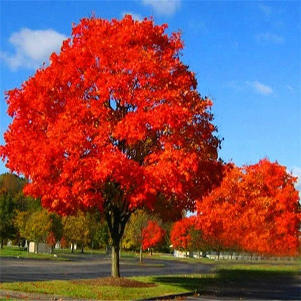 Live Red Oak Tree 6-35 Inches Tall, Well-Rooted Quercus rubra, Cold Hardy, Landscaping & Reforestation Plant