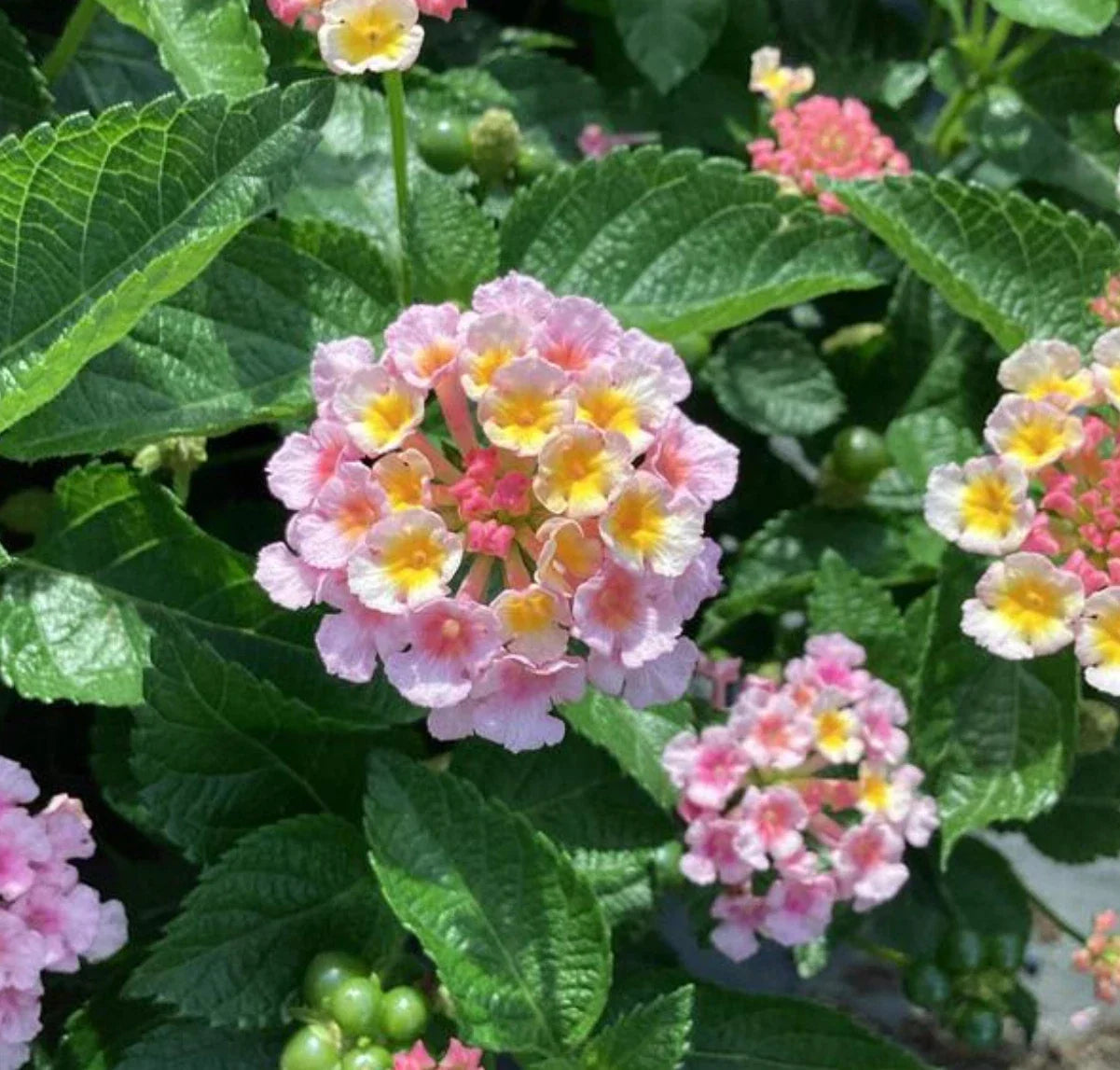 Lantana Heartland Blue Moon Baby Plants - 4 Plugs with Light Pink & Yellow Blooms, Vigorous Growth