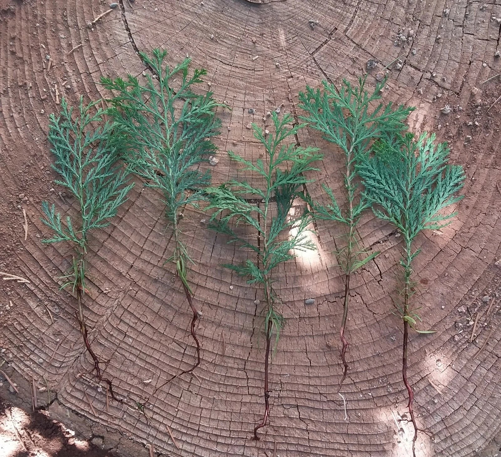 Incense Cedar Tree Seedlings - 5 Bare Root Plants - Calocedrus decurrens - Live Garden Trees for Landscaping