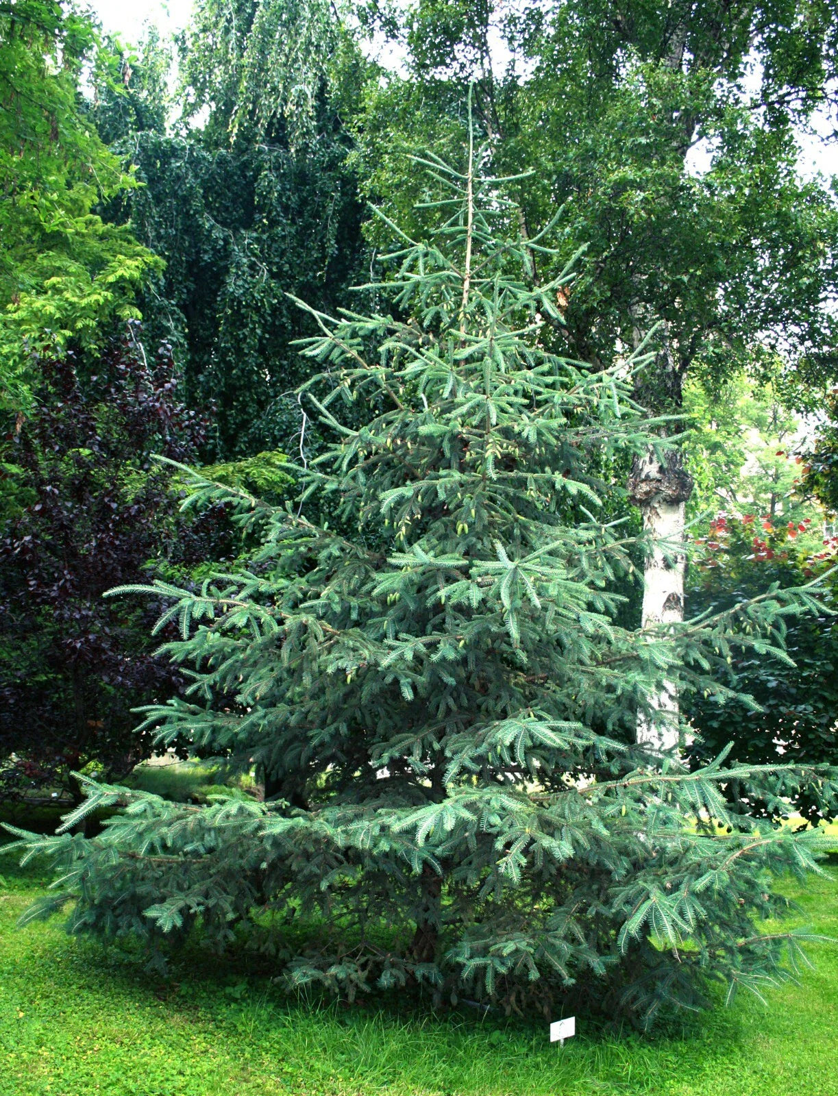 White Spruce Seeds 50 Pack - Picea glauca for Landscaping & Reforestation