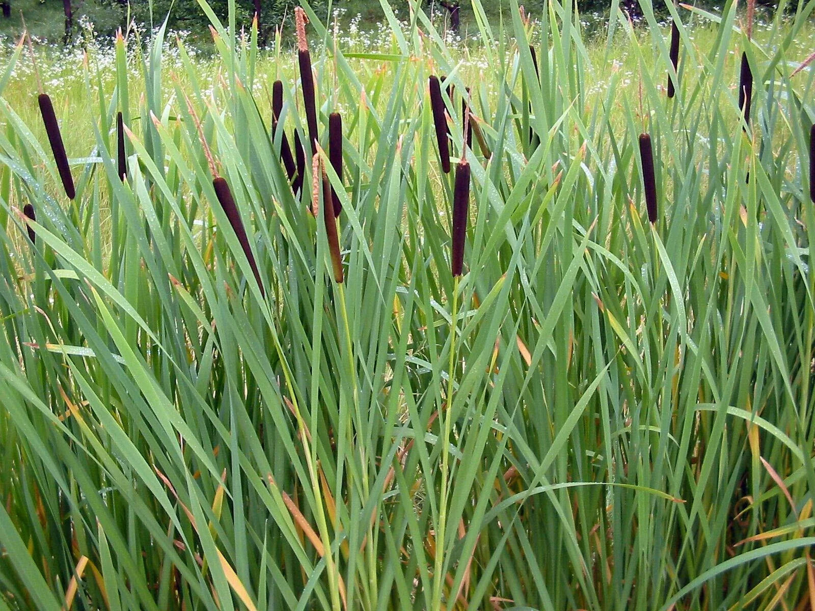Cattail Seeds 2000 Count Typha latifolia Wildflower Garden Water Pond Planting
