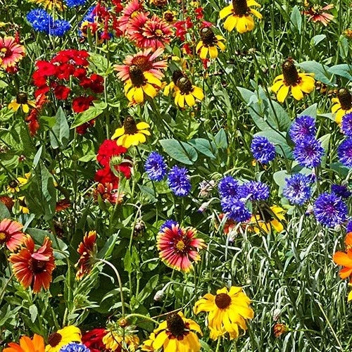 Southeast Wildflower Seed Mix - 25 Varieties of Native Annuals & Perennials