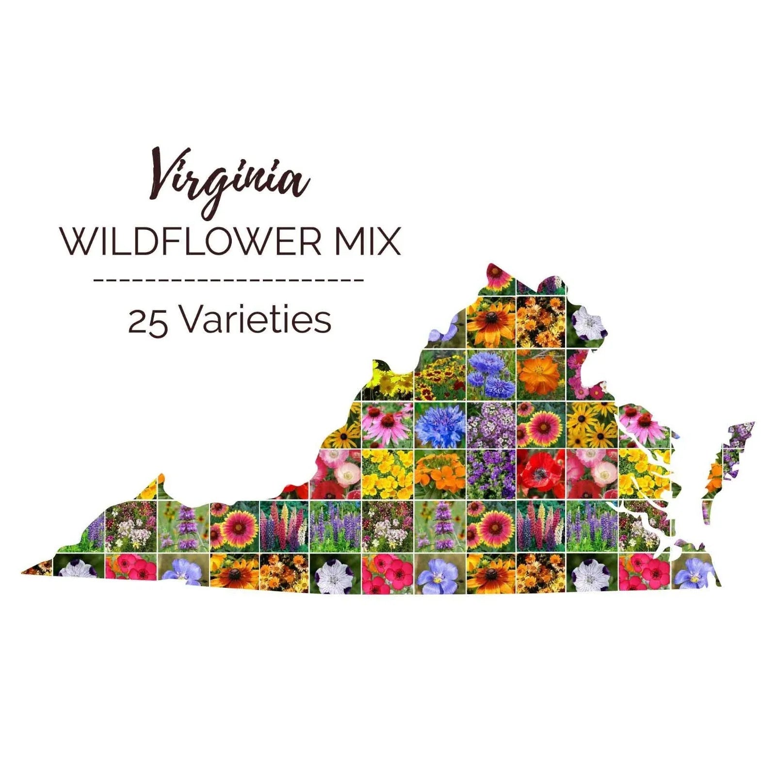 Wildflower Seed Mix - Virginia Native Perennials & Annuals - 25 Non-GMO Species - 1000 Seeds for Pollinator Garden
