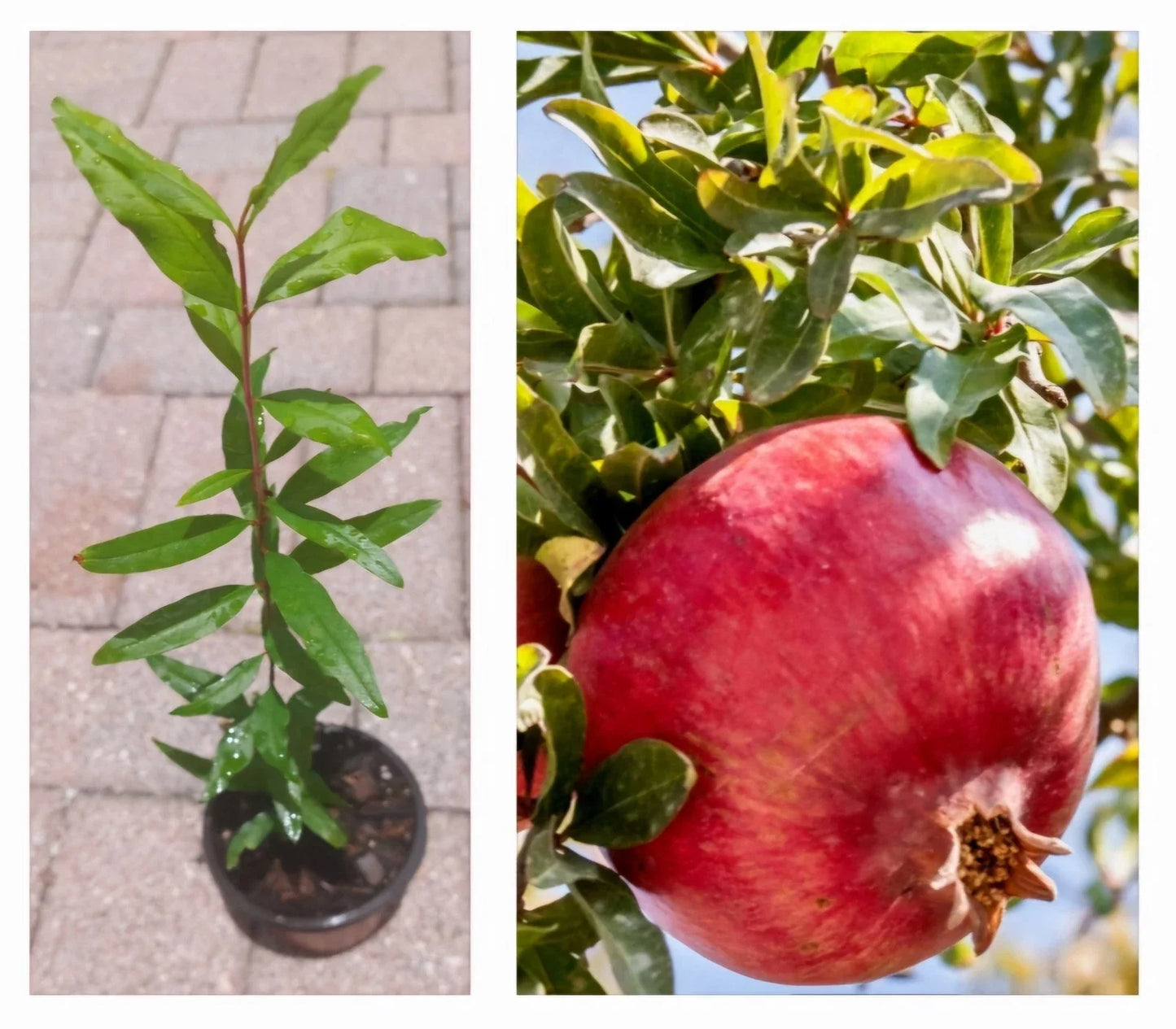 Pomegranate Tree in Pot with Large Pink Fruits - Punica granatum