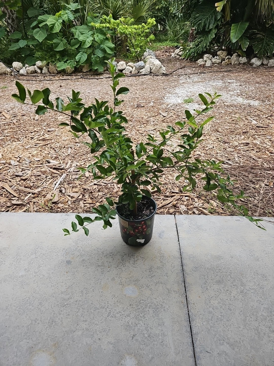 Large Barbados Cherry Tree 35" Tall Tropical Fruit Plant Malpighia emarginata