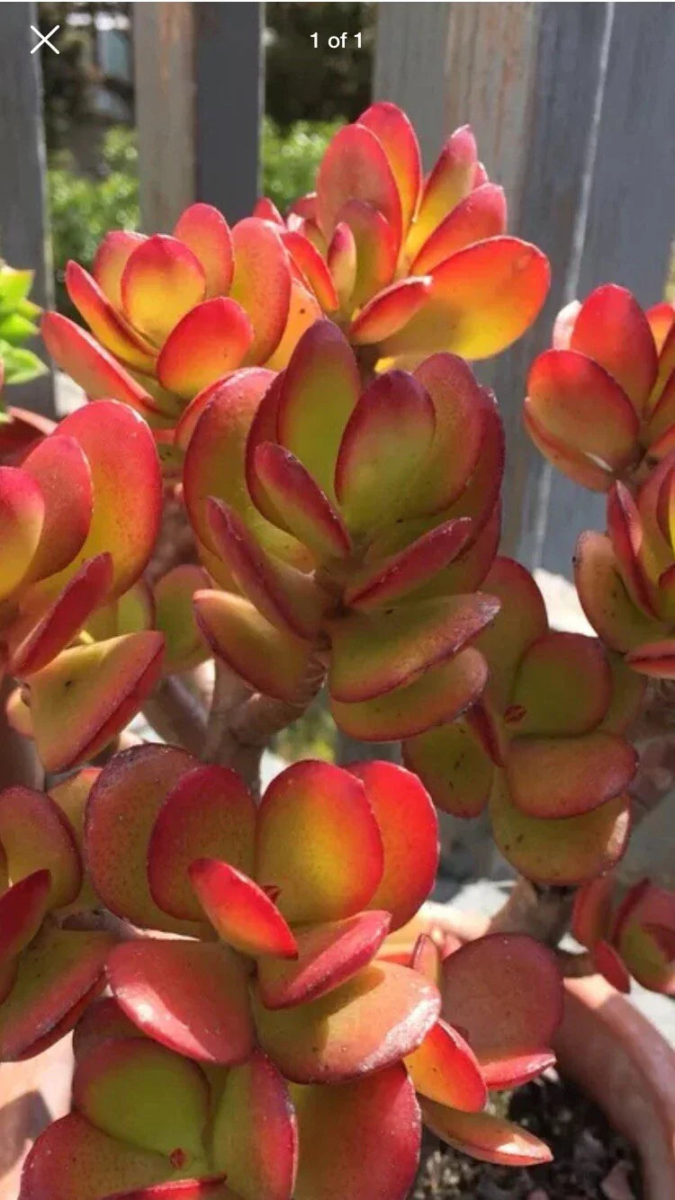 RARE RED AKAI Jade Succulent Cutting - Crassula Ovata Unrooted Plant